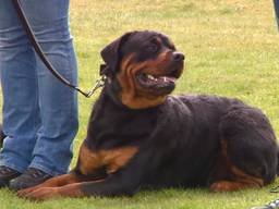 Deze rottweiler wordt getraind bij de Rottweiler Academy in Breda.