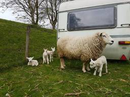 Moeder met haar kroost. (Foto: Marrie Meeuwsen)