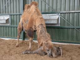 Moeder en kind. Foto: Safaripark Beekse Bergen