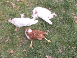 De drie vermoorde kippen.