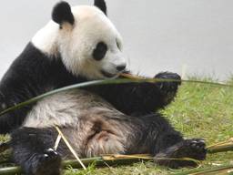 Panda Xing Ya, hier nog met Chinese bamboe. (Foto: ANP)