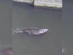 'Verdwaalde' bever in Den Bosch.