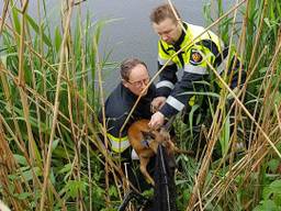 De ree werd met succes gered. (Foto: politie Veghel/Facebook)