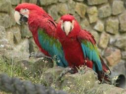 De gestolen groenvleugelara's. (Foto: dierenpark Zie-ZOO/Facebook)