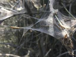 De rups van de spinselmot in Eindhoven (foto: Rob Bartol).