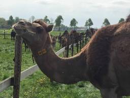 Eindelijk weer de wei in! (Foto: René van Hoof)