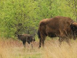 Foto: Roeland Vermeulen/FREE Nature