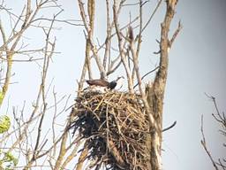 Visarenden op Nest 