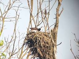 Visarenden op hun nest. Foto: archief