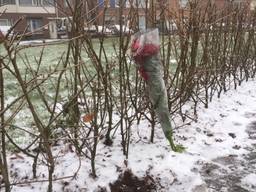 De plek van de moord in Breda, januari 2017 (foto: Willem-Jan Joachems)