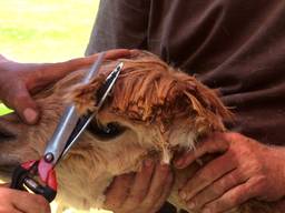 Één alpaca levert twee tot drie kilo wol (foto: Ferenc Triki)