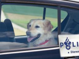 De boetes voor het achterlaten van een hond in een auto kunnen hoog oplopen (foto: Freestocks).