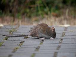 Een bruine rat. (Foto ter illustratie)