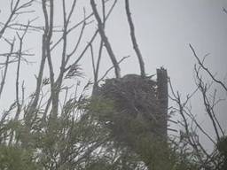 Harde wind brengt visarenden in de Biesbosch in het nauw