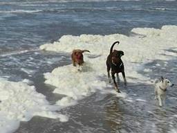 De honden van Zerah. (foto: Zerah ten Broek)