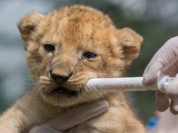 De welpjes zijn ontwormd. (Foto: Safaripark Beekse Bergen)