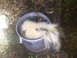 Het dode stinkdier lag in een emmer. (Foto: politie Eindhoven/Facebook)