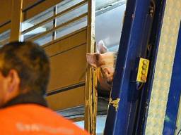 Vanwege het ongeluk kon een varken uit de vrachtwagen ontsnappen. (Foto: Toby de Kort)