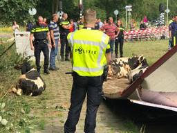 De vrachtwagen kantelde door onbekende oorzaak (foto: Bart Meesters/Meester MultiMedia)