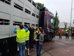'Varkensknuffelaars' demonsteren bij varkenslachterij in Boxtel. Foto: Noël van Hooft
