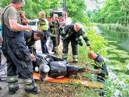 De scooter wordt uit het water gehaald (foto: Stefan Blok / Hendriks Multimedia).