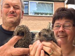 Dré en Conny Scheeres met twee egeltjes