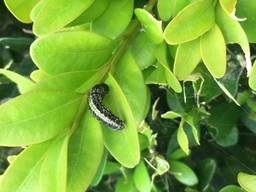 Buxusrups in de tuin. (Foto: Wesley van Laarhoven)