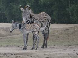 Safaripark Beekse Bergen lijkt wel één grote kraamkamer