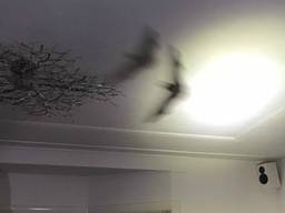 De vleermuis fladderde vrolijk rond door de woonkamer. Foto: Facebook politie