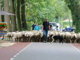 Kudde in Walik op weg naar Waalre (foto: Hans van Hamersveld)