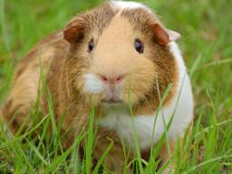 Een cavia (archieffoto).