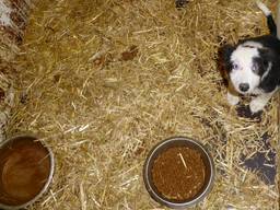 Een van de verwaarloosde hondjes (Foto: Dierenbescherming)