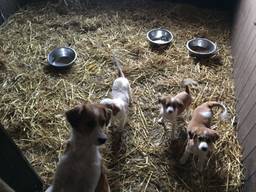 Kooikerhonden in een hok bij fokker Sjaak Branten in Haarsteeg (foto: Imke van de Laar) 