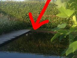 Is dit de vermiste Kwakkie? 