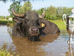 De waterbuffels genieten van hun modderpoel en hun prijs. (foto: Wakker Dier/Joost van Manen)