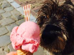 Hond Napoleon kijkt verlekkerd naar een ijsje