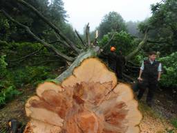 Scheidingsbeuk omgehakt (foto: Eveliene Jansen, Staatsbosbeheer)