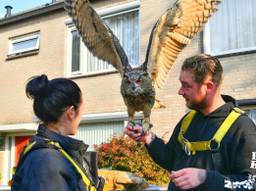 De oehoe is uit de boom gered (Foto: Rico Vogels)