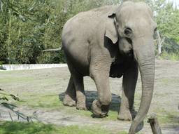 Htoo Yin Aye is zwanger van haar zesde jong. (Foto: Dierenrijk)