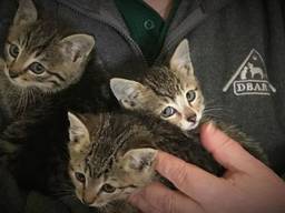 De drie kittens. (Foto: @DBARCBERKS)
