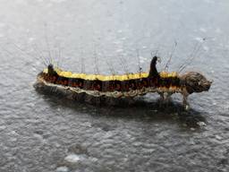 De rups van de psi-uil (Foto: P. Berg)