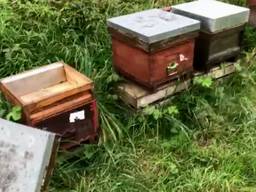 De honing uit de bijenkasten is meegenomen. (Foto: Boswachter Arie)