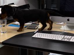 Kantoorpuppy Señor haalt een stout trucje uit. (Foto: Raymond Merkx)