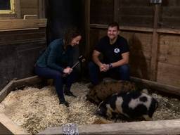 Bijzondere kunekune varkentjes uit Nieuw-Zeeland knorren vrolijk in Haps 