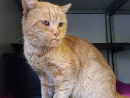 Rudi, de avontuurlijke kater. (Foto: Dieren Bescherming)