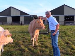 Boer Henk geeft zijn favoriete koe een aai over zijn kop. (Foto: Raymond Merkx)