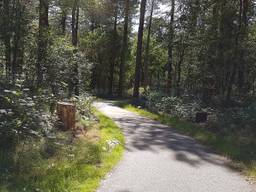 De aanranding vond plaats in de bossen bij Overloon. (Foto: Politie)