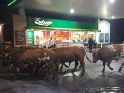 De koeien bij het tankstation (foto: André Luisterburg)