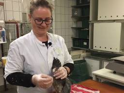 Een vogel wordt behandeld in het Vogelrevalidatiecentrum Zundert. (Foto: Erik Peeters)