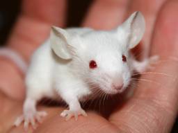 Een witte muis. (Foto: Steph Hiller/Flickr)